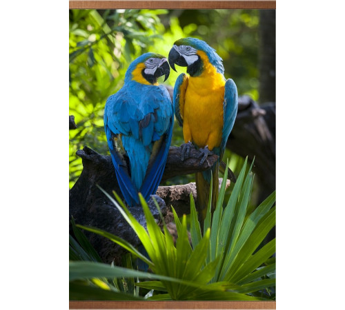 Пленочный инфракрасный обогреватель Домашний очаг Попугаи 500Вт