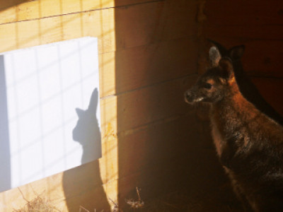 Основное отопление инфракрасными обогревателями вольеров Барнаульского зоопарка